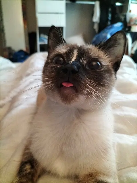 chatte lost   29200 Brest Ozie