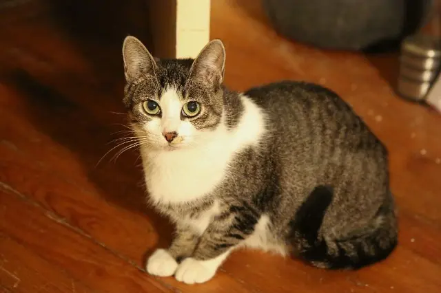 chatte lost   29200 Brest Pomponette
