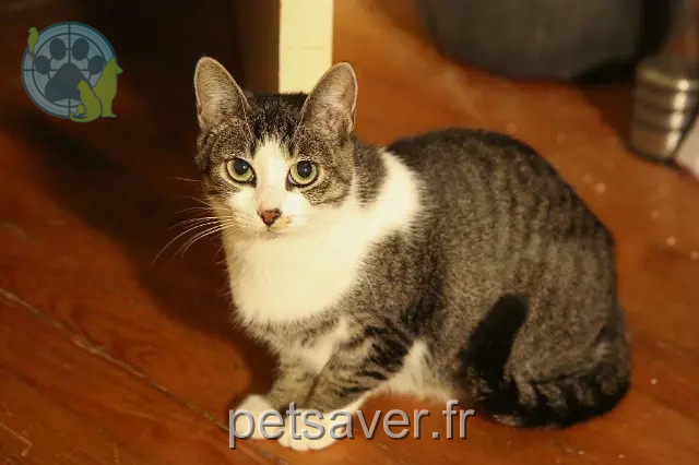 chatte perdue 29200 Brest Pomponette chatte lost 29200 Brest Pomponette