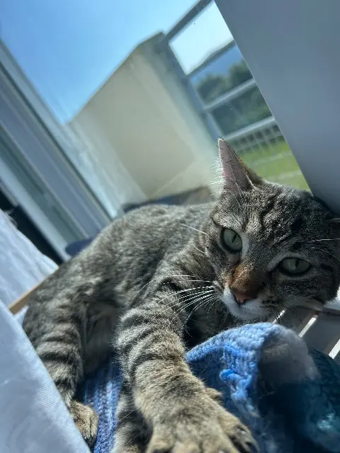 chatte lost   29200 Brest Rosy
