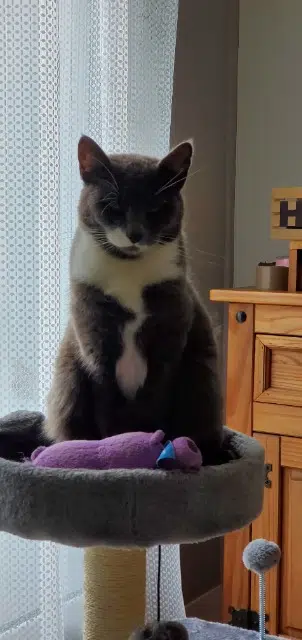 chatte lost   29200 Brest Sachat