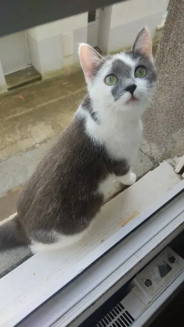 chatte lost   29200 Brest Umut