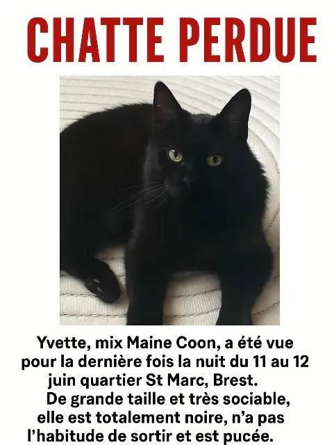 chatte lost   29200 Brest Yvette