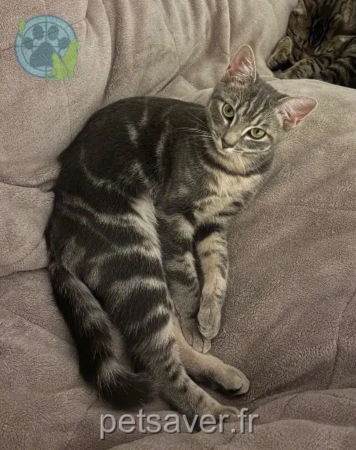 chatte lost   29800 Landerneau Camomille