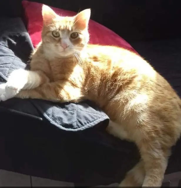 chatte lost   29380 Bannalec Canelle