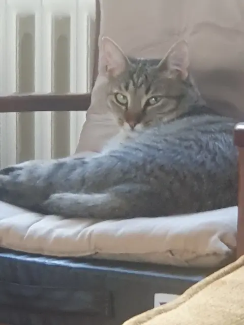 chatte lost   29600 Morlaix Cannelle