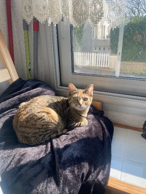 chatte lost   29860 Plabennec Chaussette