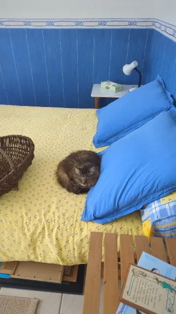 chatte lost   29880 Plouguerneau Cixy