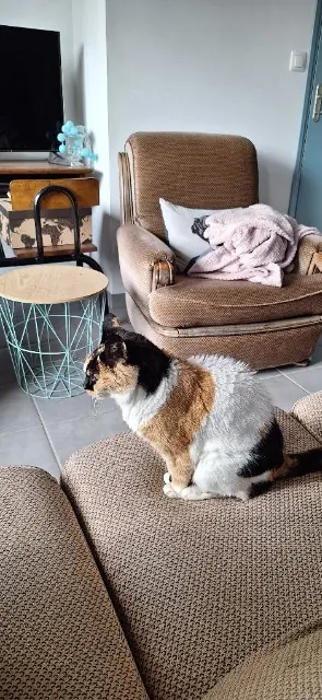 chatte lost   29600 Sainte-Sève Doudou