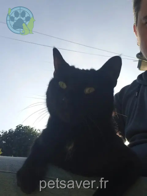kat vermist 29900 Concarneau Eclo kat lost 29900 Concarneau Eclo