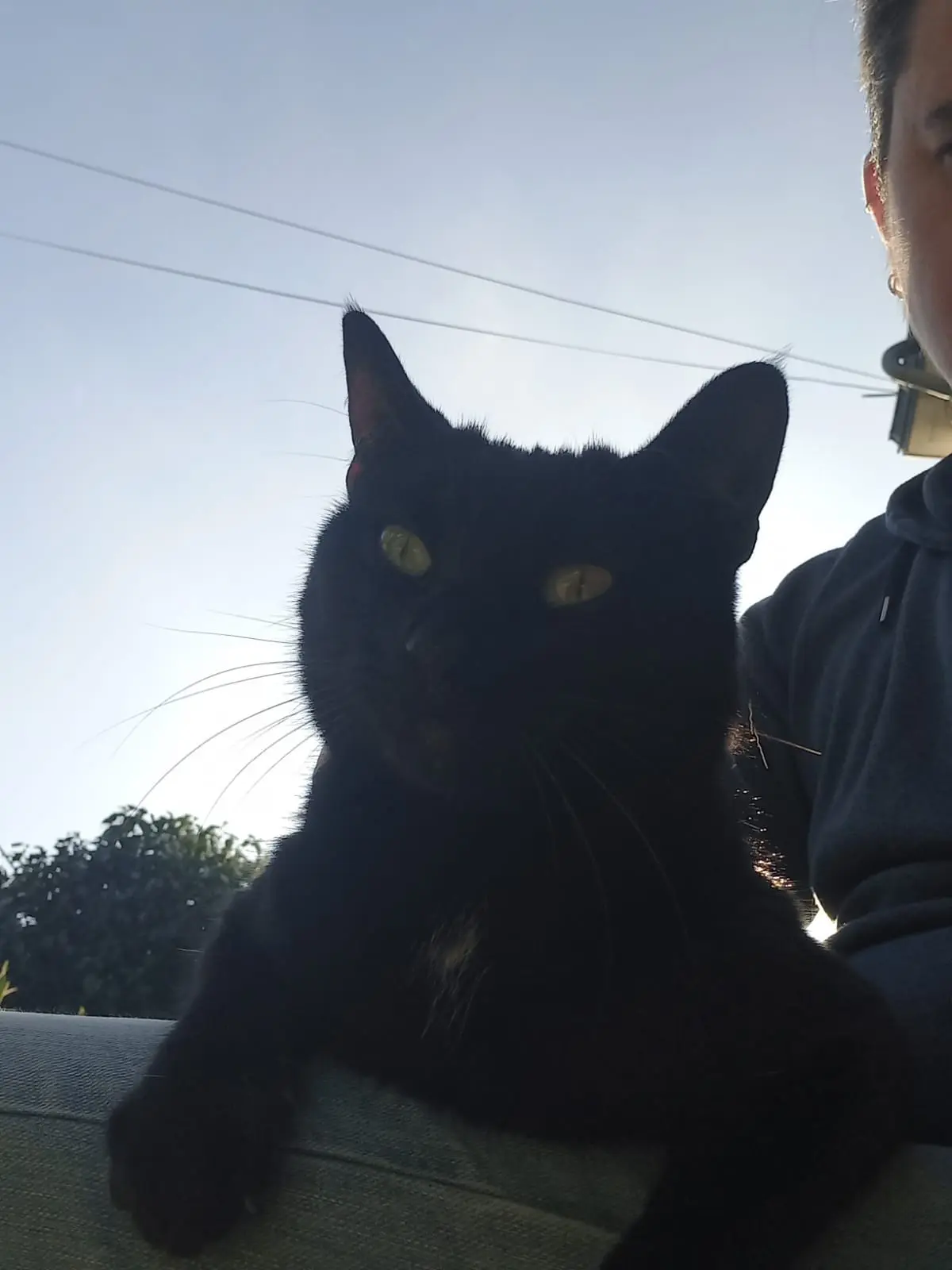 chatte perdue 29900 Concarneau Eclo chatte lost 29900 Concarneau Eclo
