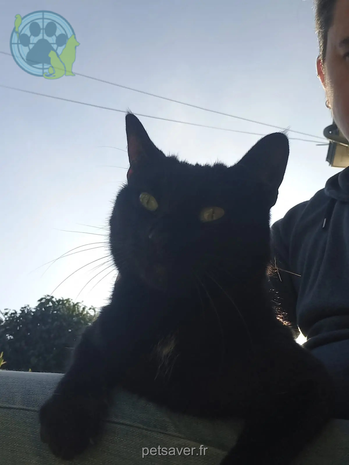 Katze vermisst 29900 Concarneau Eclo Katze lost 29900 Concarneau Eclo