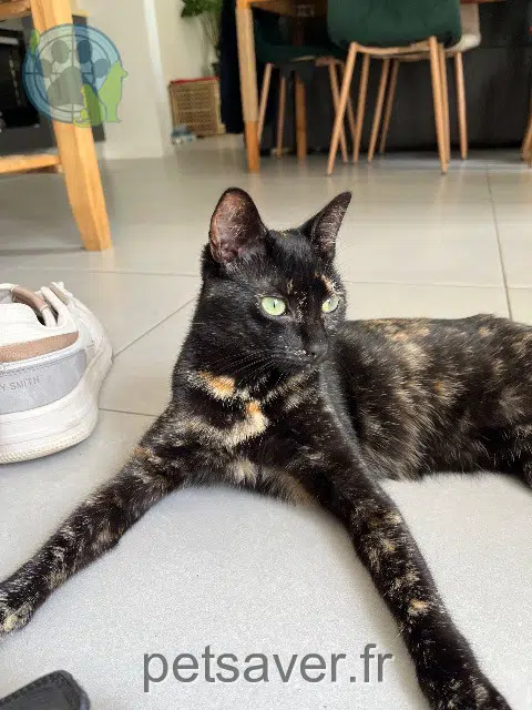 chatte lost   29820 Bohars Emyr