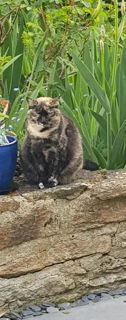 chatte lost   29900 Concarneau Fany