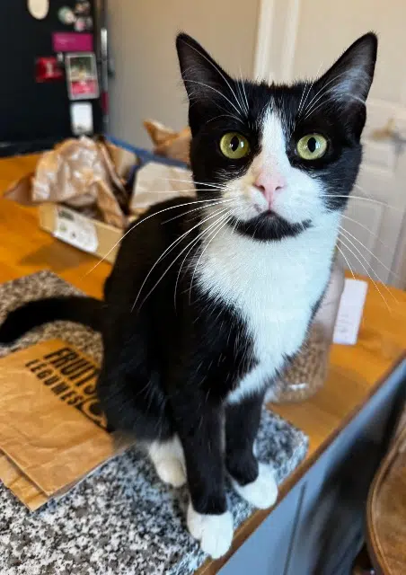 chatte lost   29360 Clohars-Carnoët Gaïa