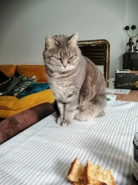 chatte lost   29880 Guissény Hermes