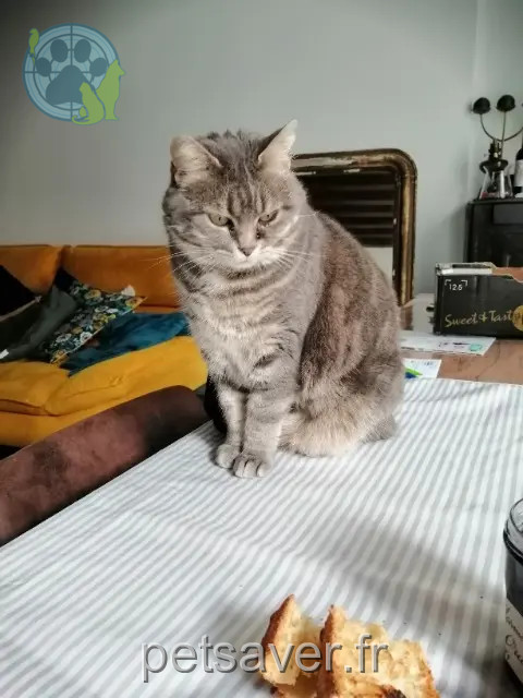 chatte perdue 29880 Guissény Hermes chatte lost 29880 Guissény Hermes