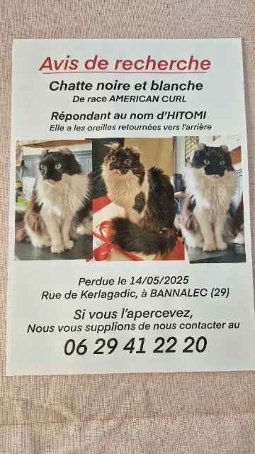 chatte lost   29380 Bannalec Hitomi