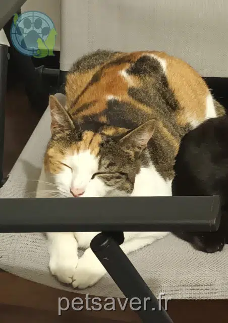 chatte lost   29000 Quimper Hope