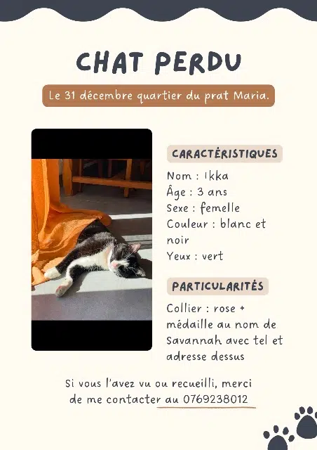 chatte lost   29000 Quimper Ikka
