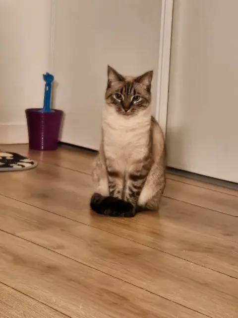 chatte lost   29140 Melgven Ilis
