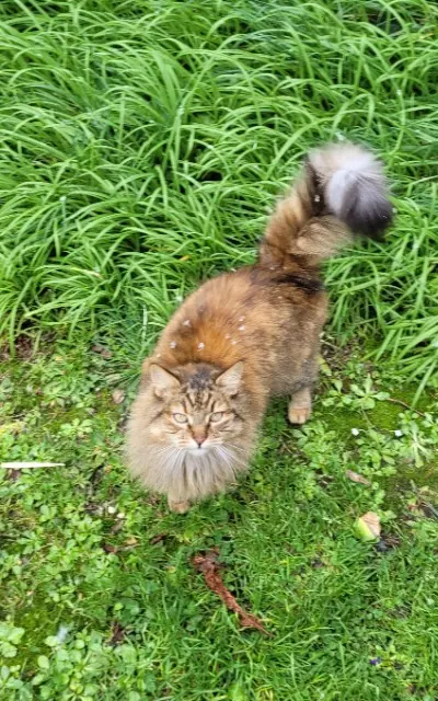 chatte lost   29840 Lanildut Indie