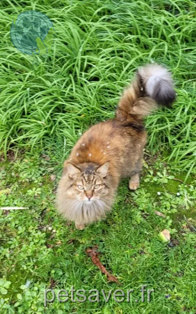 chatte perdue 29840 Lanildut Indie chatte lost 29840 Lanildut Indie