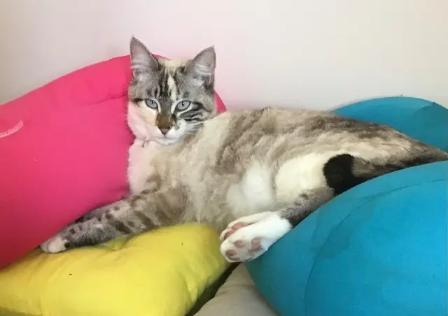 chatte lost   29590 Saint-Ségal Jade