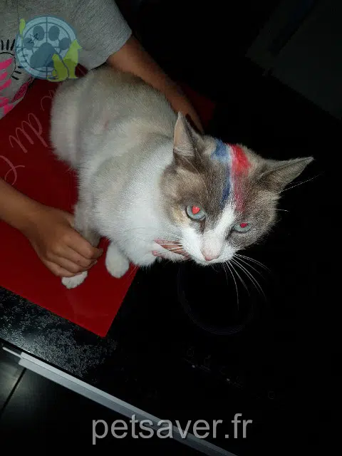 chatte lost   29280 Locmaria-Plouzané Jane