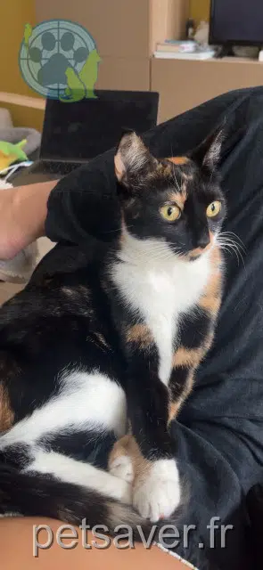 chatte lost   29120 Combrit Kali