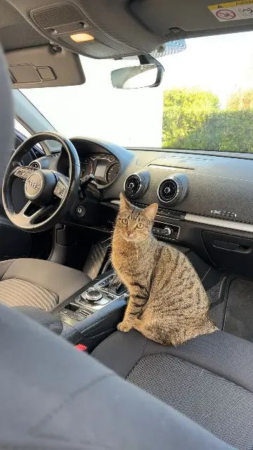 chatte lost   29860 Le Drennec Kiara