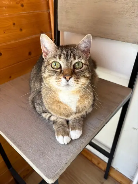 chatte lost   29250 Saint-Pol-de-Léon Kyma
