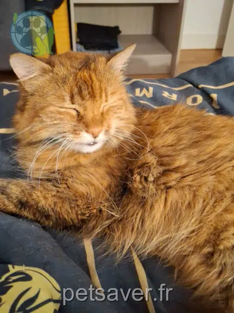 chatte lost   29390 Scaër Lifée