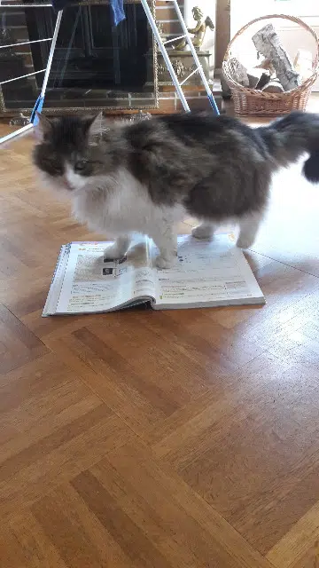 chatte lost   29600 Plourin-lès-Morlaix Lilas