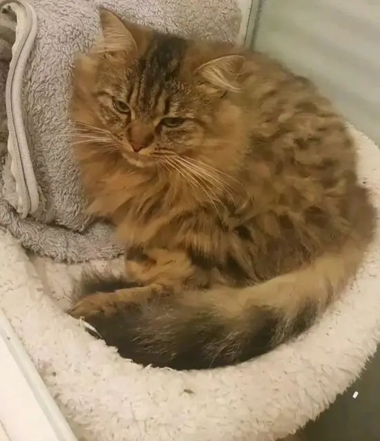 chatte lost   29400 Landivisiau Lilou