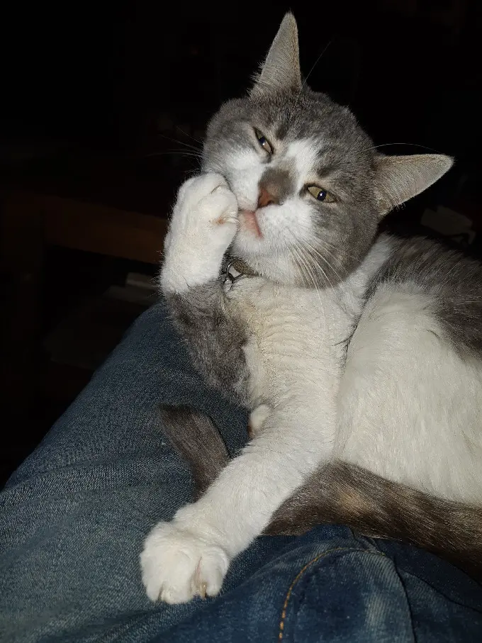 Chatte Perdue 29 Finistère - Luna Chatte Perdue 29 Finistère - Luna