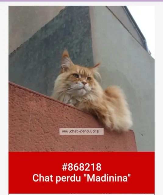 chatte lost   29470 Plougastel-Daoulas Madinina