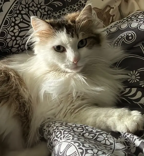 chatte lost   29390 Scaër Maguy