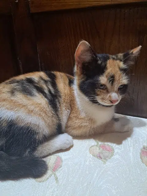 chatte lost   29800 La Roche-Maurice Mangue