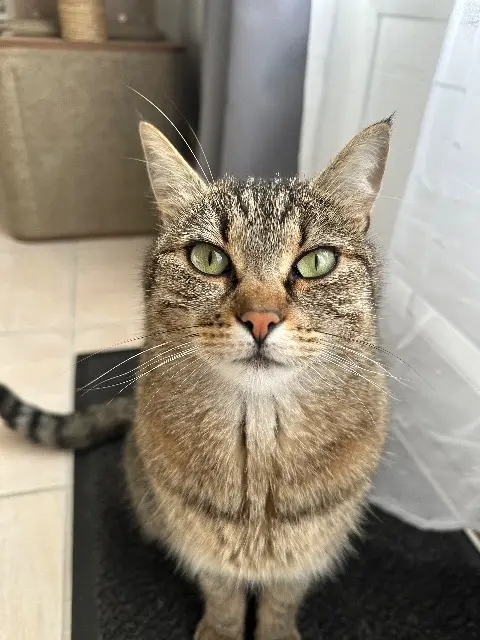 chatte lost   29800 La Roche-Maurice Mia