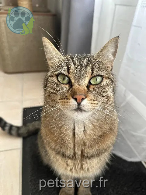 kat vermist 29800 La Roche-Maurice Mia kat lost 29800 La Roche-Maurice Mia