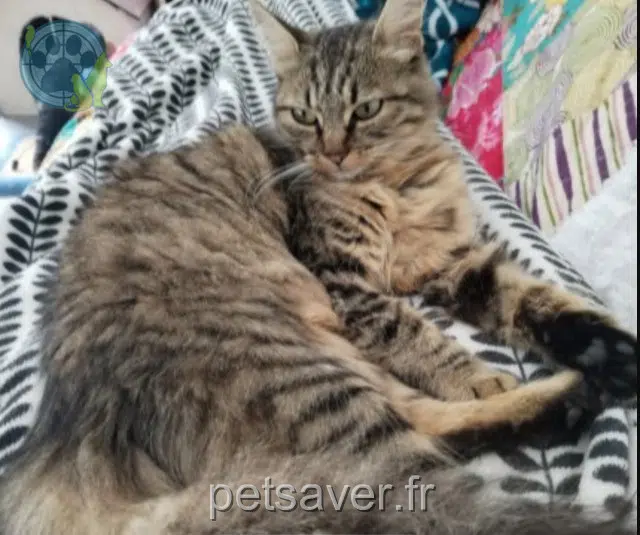 chatte lost 29170 Pleuven Mia
