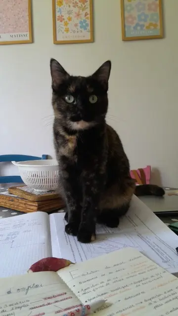 chatte lost   29000 Quimper Milly