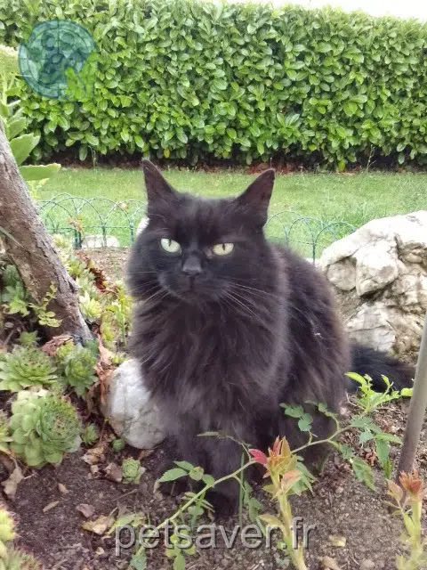 chatte lost   29610 Plouigneau Mimi