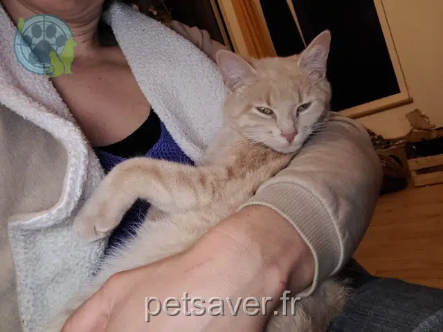 chatte lost   29920 Névez Minette