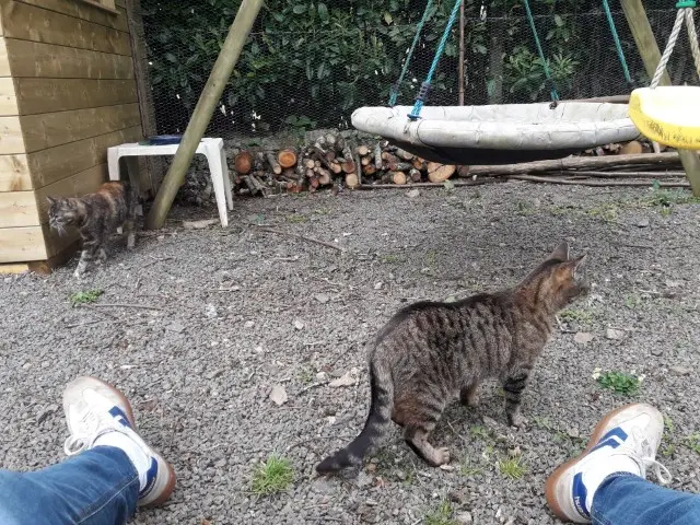 chatte lost   29000 Quimper Minouchette