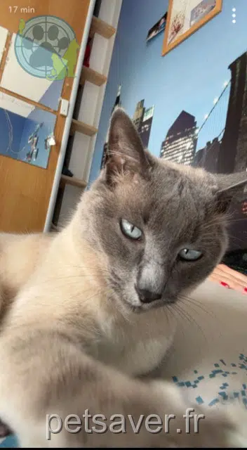 chatte lost   29140 Saint-Yvi Miya