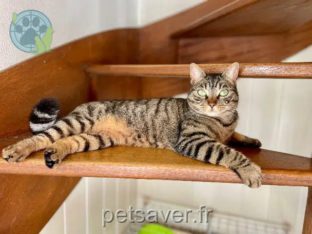 gata lost 29250 Saint-Pol-de-Léon Moca