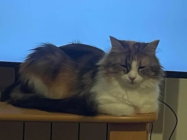 chatte perdue 29300 Baye Molly chatte lost 29300 Baye Molly