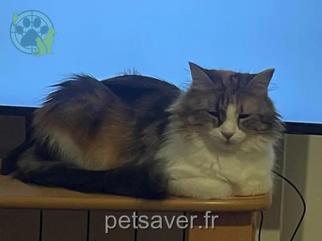 gata perdida 29300 Baye Molly gata lost 29300 Baye Molly